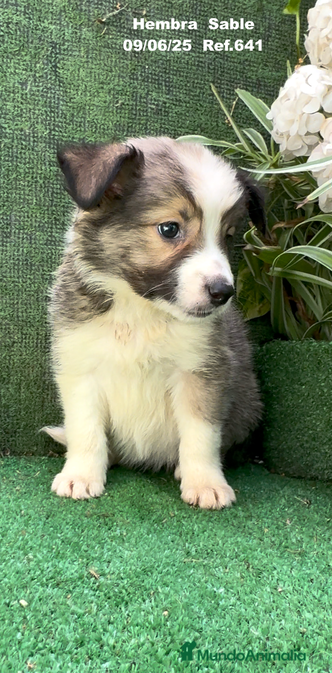 Border Collie perros en venta: BORDER COLLIE sable - Imagen 9