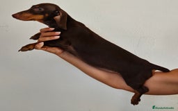 Teckel Miniatura perros en venta: Teckel chocolate  - Imagen 3