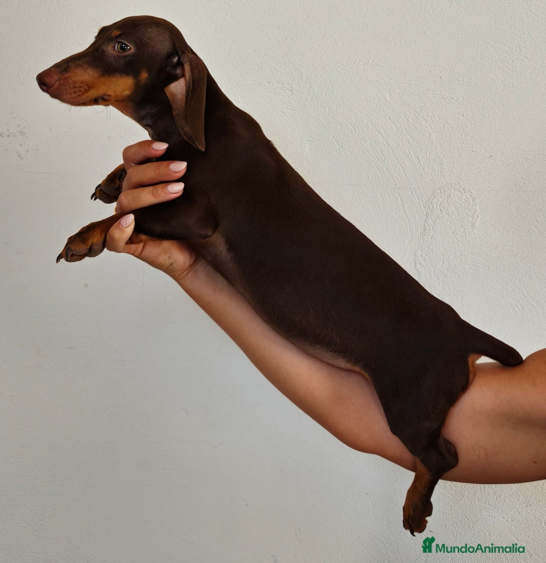 Teckel Miniatura perros en venta: Teckel chocolate  - Imagen 3