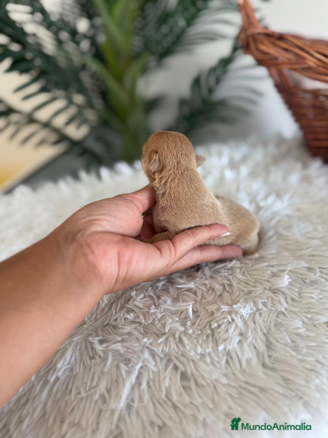 Chihuahua perros en venta: CHIHUAHUA MACHO CANELA - Imagen 11