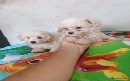 Maltipoo perros en venta: PRECIOSOS MACHITOS DE MALTIPOOS - Imagen 2