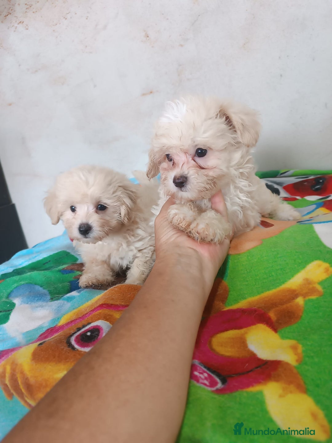 Maltipoo perros en venta: PRECIOSOS MACHITOS DE MALTIPOOS - Imagen 2