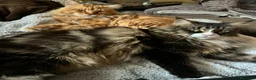 Maine Coon gatos en venta: Preciosa camada de Maine Coon - Anuncio 7