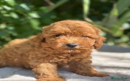 Caniche Toy perros en venta: Caniche toy  - Imagen 4