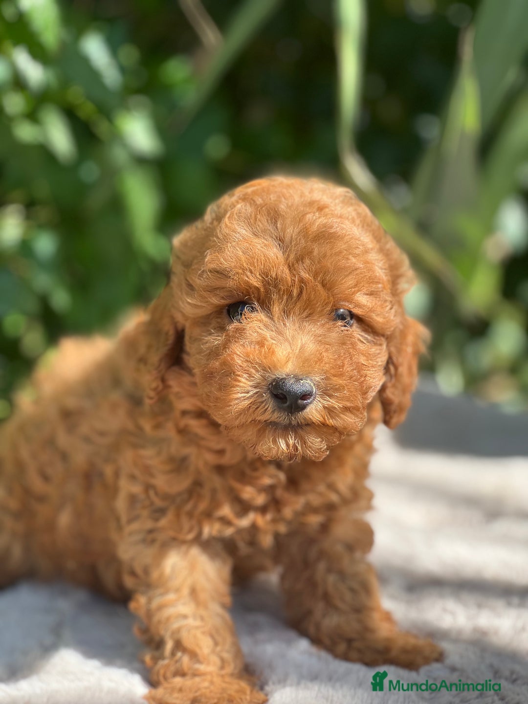 Caniche Toy perros en venta: Caniche toy  - Imagen 4