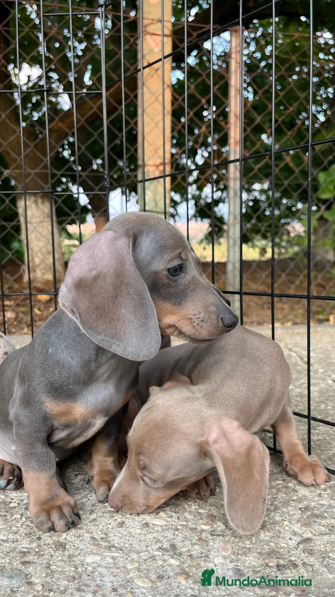 Teckel perros en venta: Camada de Teckel capa exótica  - Imagen 4