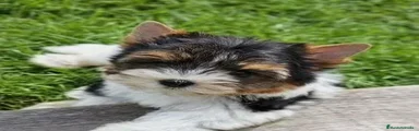 Biewer Yorkshire Terrier a la Pom Pon 1