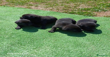 Labrador Retriever perros - Propaganda 7