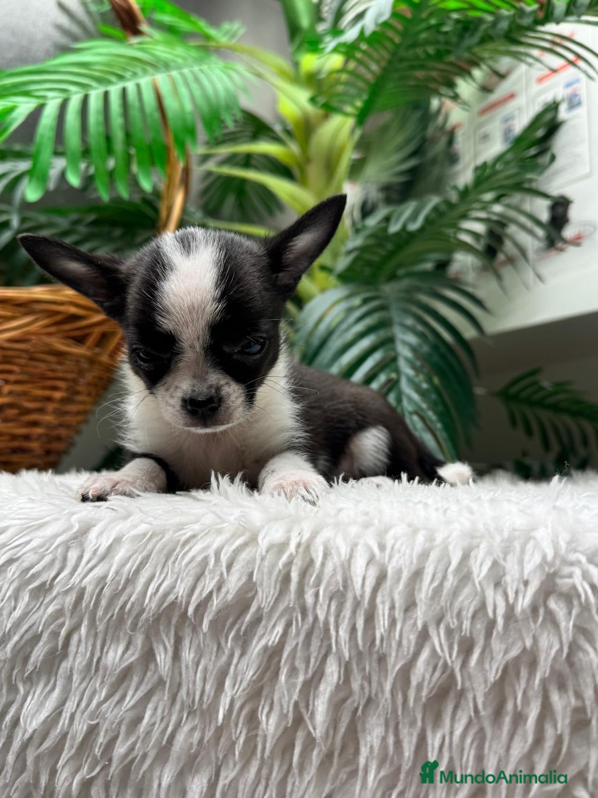 Chihuahua perros 🐾 CHIHUAHUA HEMBRA BICOLOR BLANCA Y NEGRA 🐾 - Anuncio 8
