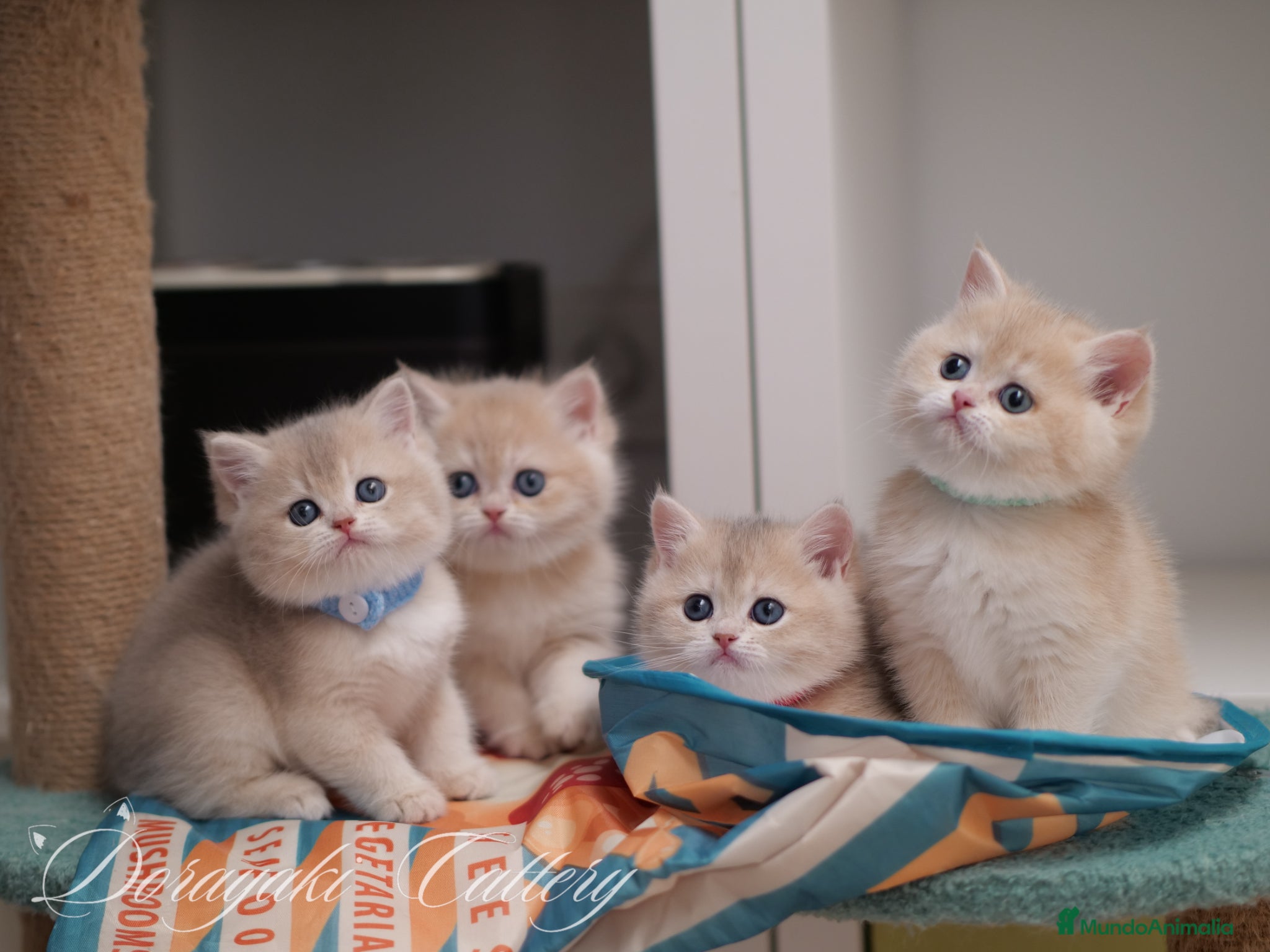 Británico de Pelo Corto gatos British Lilac golden y blue golden - Anuncio 3