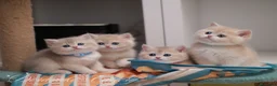 Británico de Pelo Corto gatos en venta: British Lilac golden y blue golden - Anuncio 1