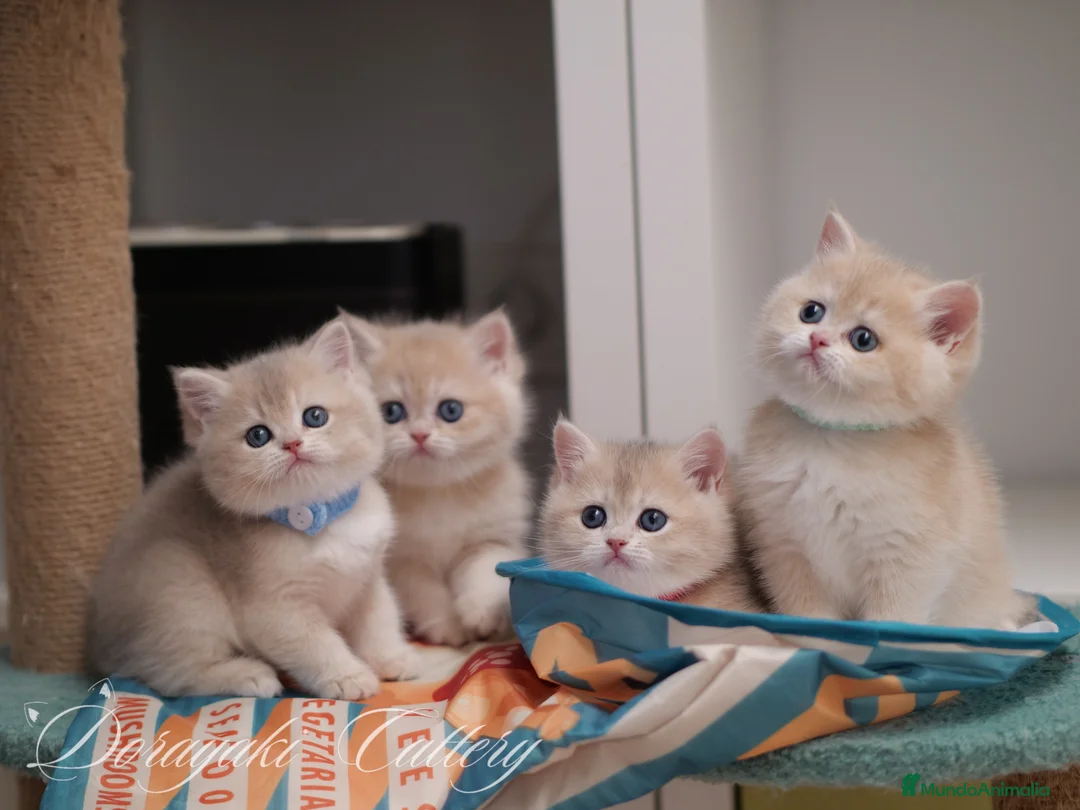 Británico de Pelo Corto gatos en venta: British Lilac golden y blue golden - Anuncio 1