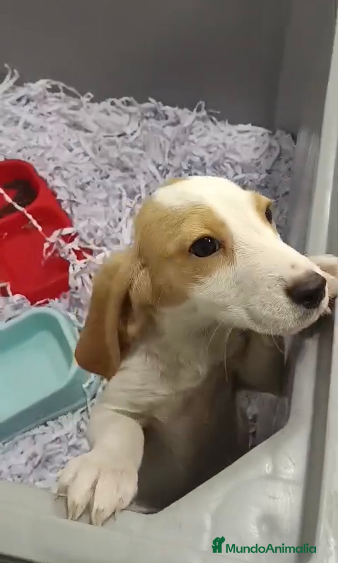 Beagle perros en venta: CACHORRO DE BEAGLE  - Anuncio 2