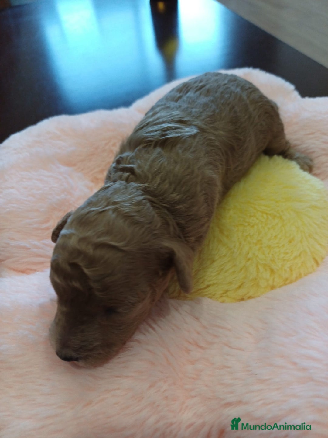 Caniche Toy perros en venta: Caniches toy mini - Imagen 4