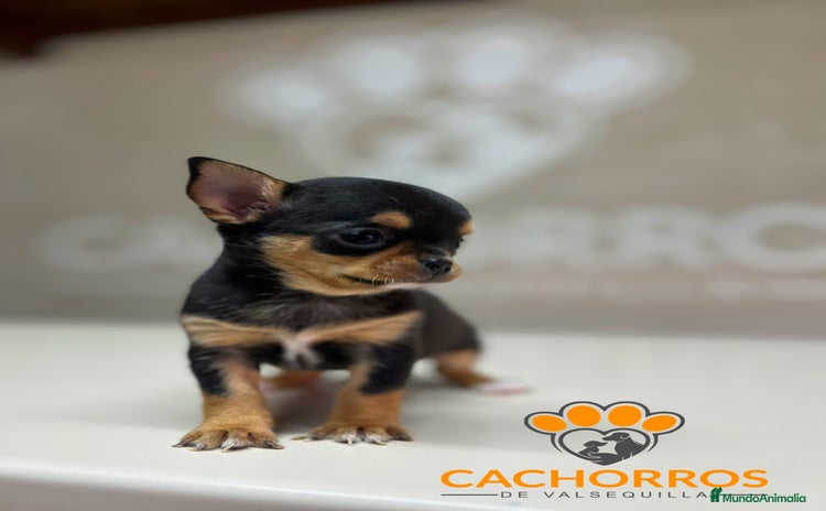 Chihuahua perros Chihuhua - Anuncio 1