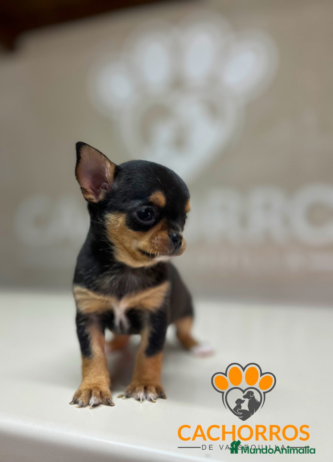 Chihuahua perros en venta: Chihuhua - Anuncio 1
