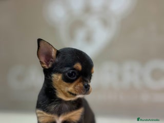 Chihuahua perros Chihuhua - Anuncio 1