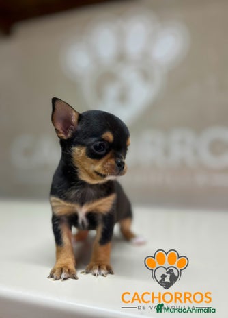 Chihuahua perros Chihuhua - Anuncio 2