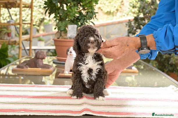Perro de Agua Español perros Perro de agua Español  - Anuncio 2