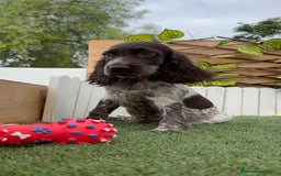 Cocker Spaniel Inglés perros en venta: COCKER RUANO - Imagen 11