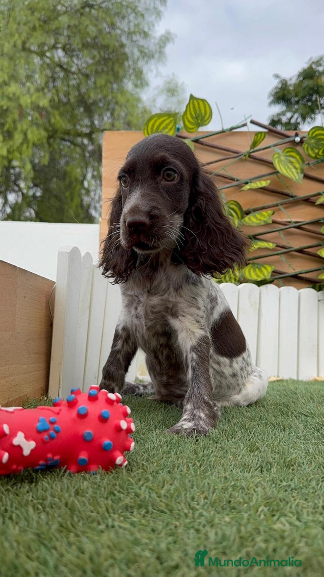 Cocker Spaniel Inglés perros en venta: COCKER RUANO - Imagen 11