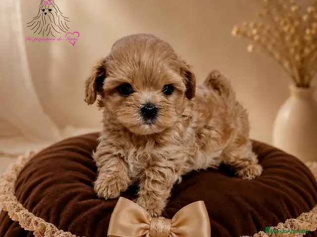 Maltipoo perros en venta: MALTIPOO MINIATURA ASIÁTICO - Anuncio 2