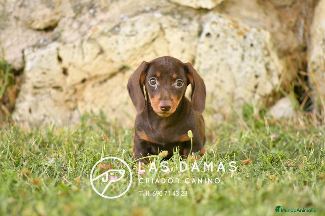Teckel perros en venta: Teckel 🌭 Pequeños de patas, grandes de alma - Imagen 5