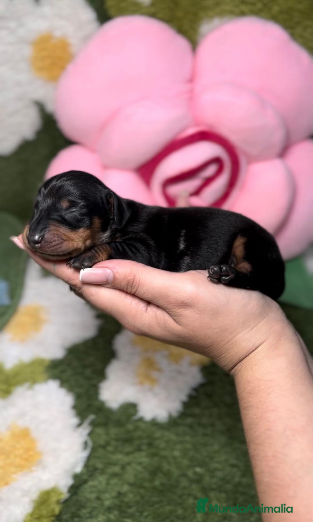 Teckel perros en venta: Teckel Kaninche Arlequin Negro en Madrid - Imagen 1