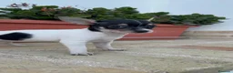 Chihuahua perros en venta: CHIHUAHUA HEMBRA – PEQUEÑITA Y MUY BONITA  - Anuncio 3