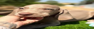 Weimaraner 2