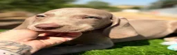 Weimaraner perros en venta: BRACO DE WEIMAR MACHOS - Anuncio 3
