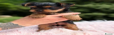 Yorkshire Terrier Cachorro 2