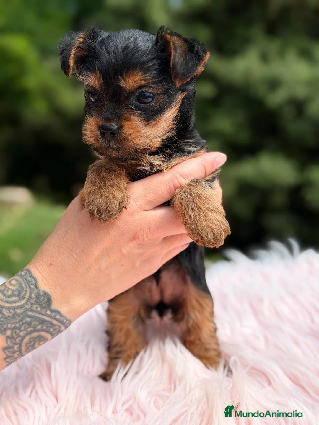Yorkshire Terrier perros en venta: YORKSHIRE HEMBRA NEGRO FUEGO - Anuncio 5
