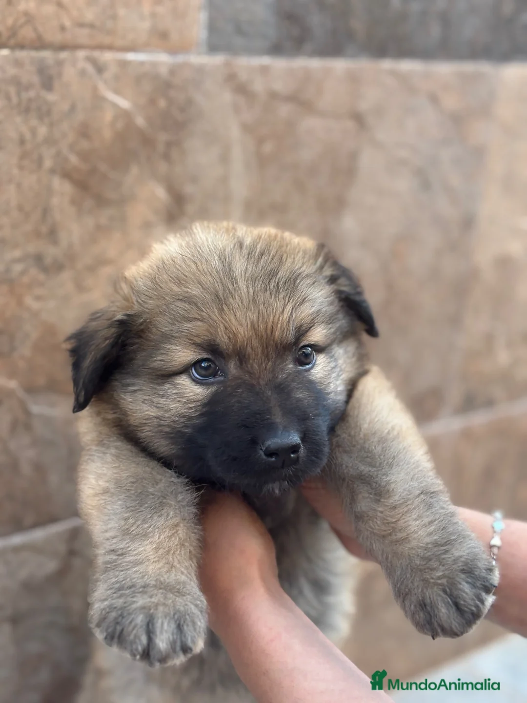 Pastor del Cáucaso perros en venta: Espectacular pastor del caucaso🔥 en Alicante - Anuncio 3