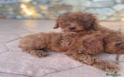 Caniche Toy perros en venta: caniche - Imagen 1
