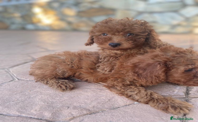 Caniche Toy perros - Anuncio 2
