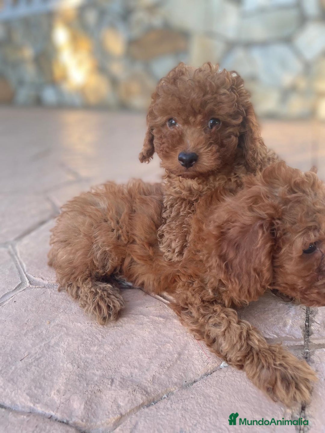 Caniche Toy perros en venta: caniche - Imagen 1