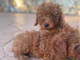 Caniche Toy perros - Anuncio 12