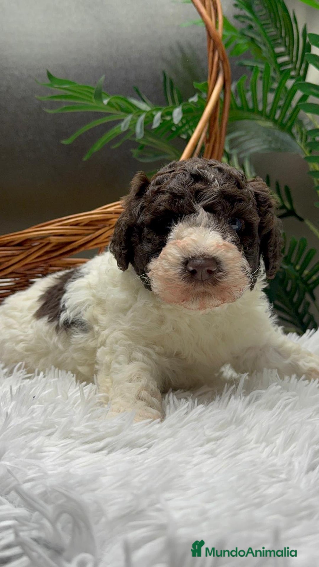 Perro de Agua Español perros en venta: PERRO DE AGUA ESPAÑOL MACHO - Anuncio 13