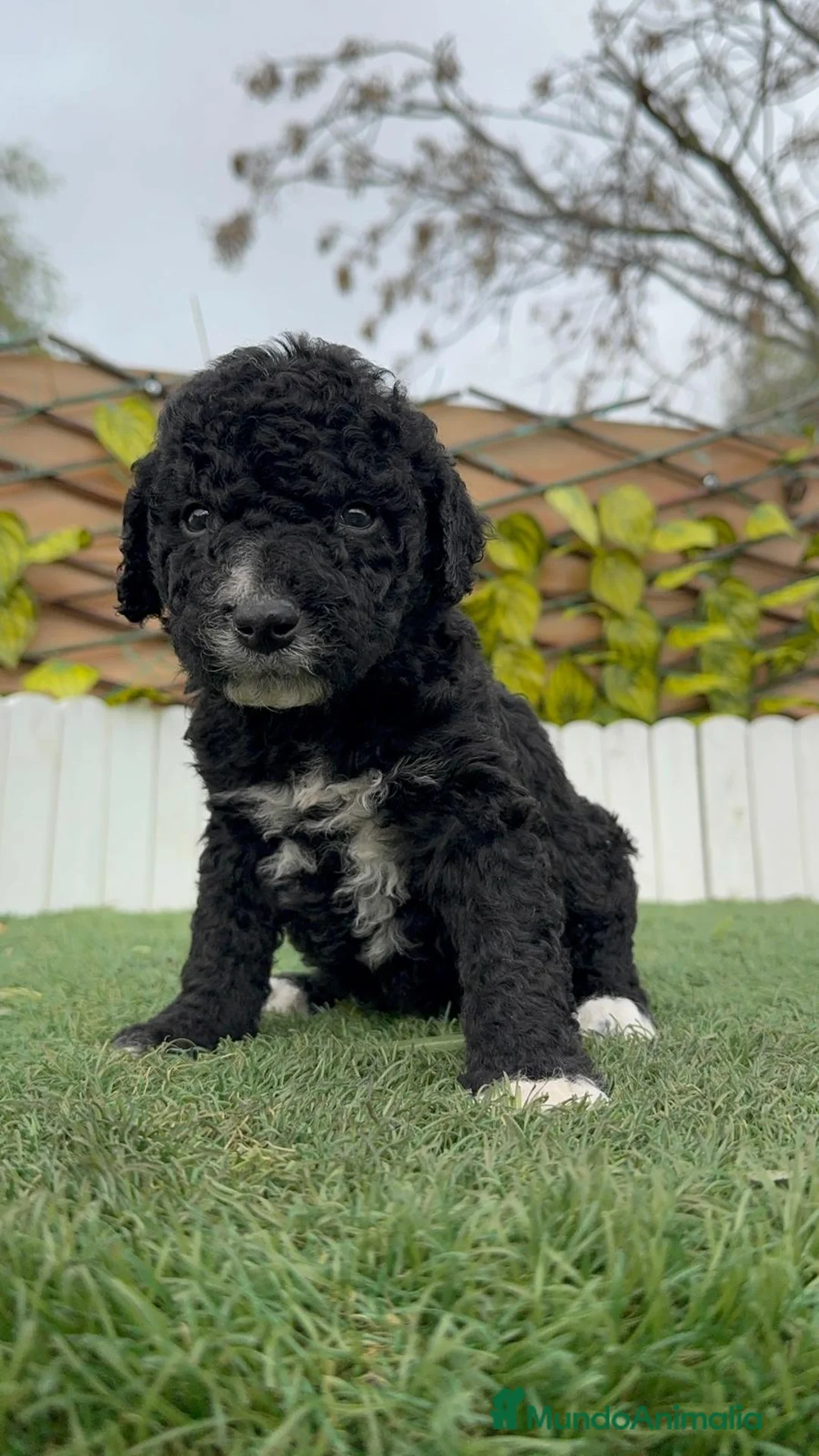 Perro de Agua Español perros en venta: PERRO DE AGUA - Anuncio 5