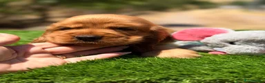 Cocker Spaniel Inglés  macho 