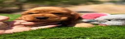 Cocker Spaniel Inglés perros en venta: Cocker inglés  - Anuncio 1