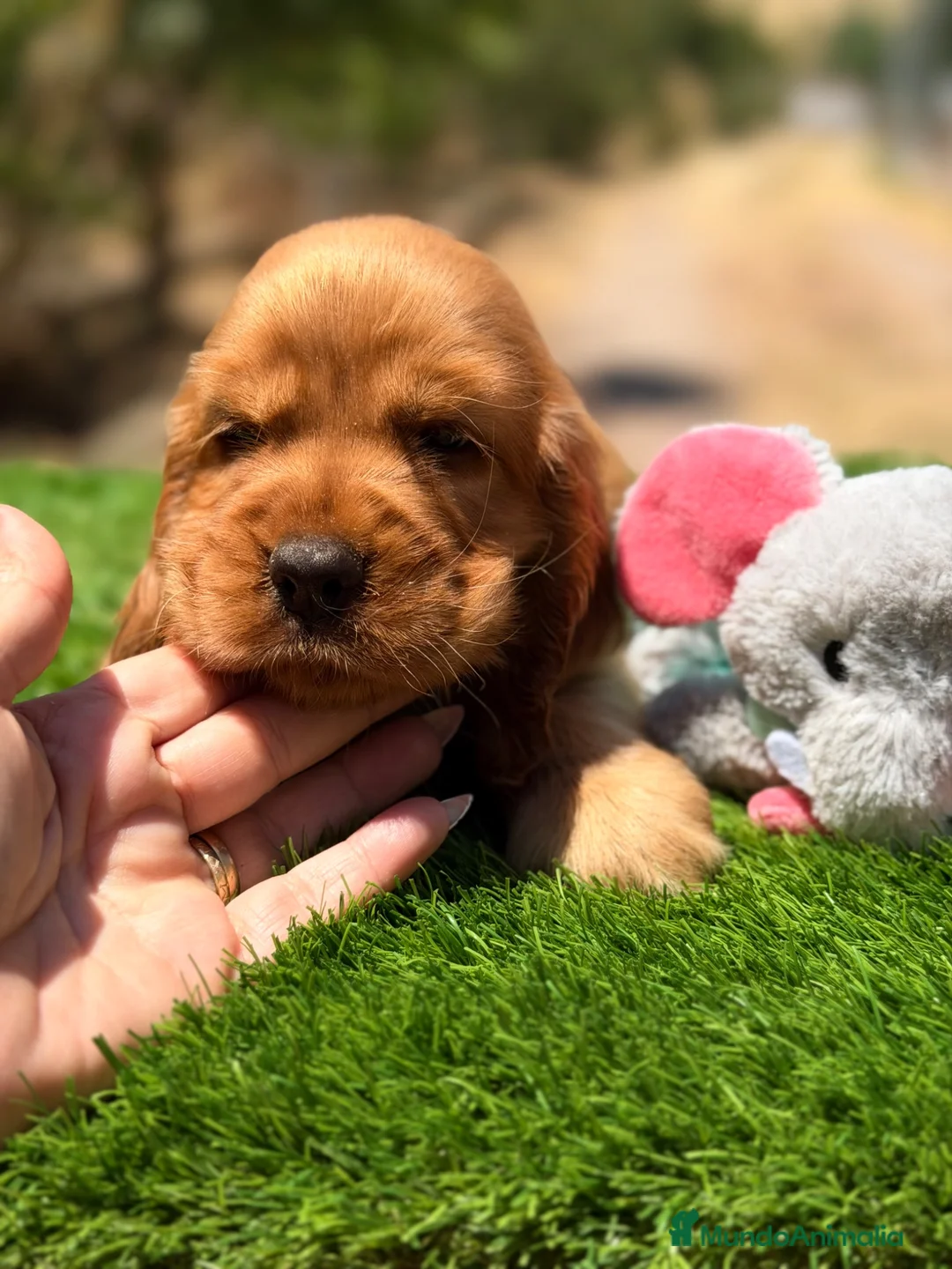 Cocker Spaniel Inglés perros en venta: Cocker inglés  - Anuncio 1