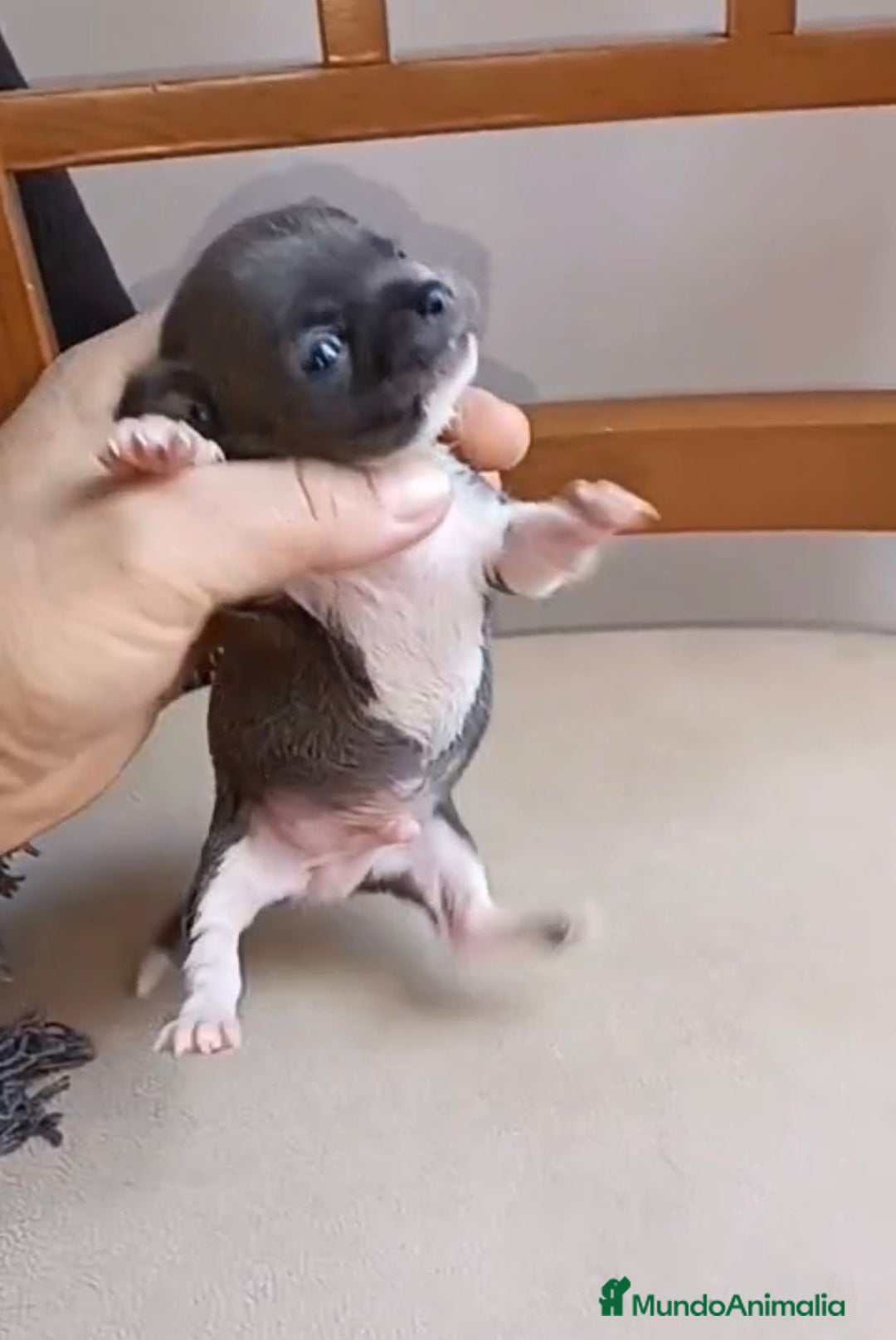 Chihuahua perros en venta: Chihuahua Mini toy blue - Anuncio 10