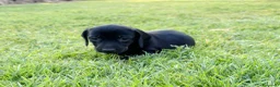 Teckel perros en venta: Teckels  - Anuncio 1