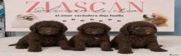 Perro de Agua Español perros en venta: Perro de agua español chocolate🤎 - Anuncio 1
