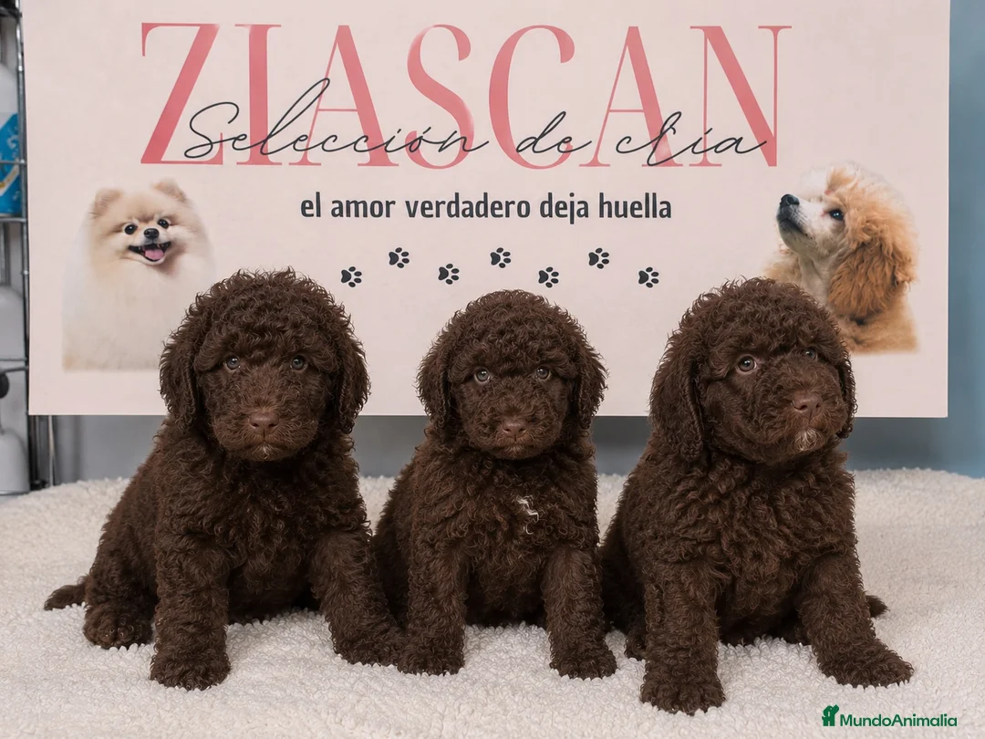 Perro de Agua Español perros en venta: Perro de agua español chocolate🤎 - Anuncio 1