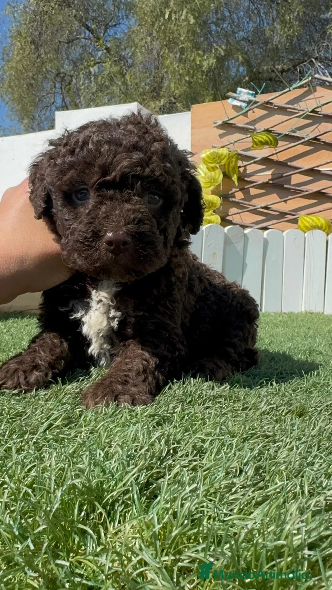 Perro de Agua Español perros en venta: PERRO DE AGUA  - Anuncio 1