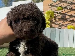 Perro de Agua Español perros PERRO DE AGUA - Anuncio 1