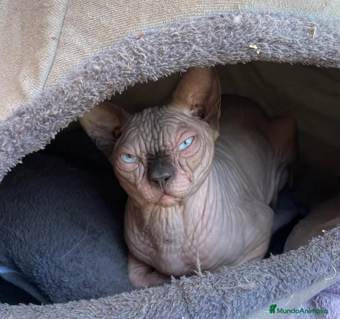 Sphynx gatos en venta: gato sphynx seal point lilac - Anuncio 3
